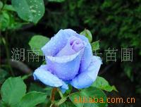 精品绿化苗木与绿篱选购指南 从源头到景观，一步到位