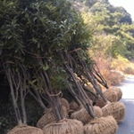 绿化苗木一站式直达 四季桂（冠幅2m/5m）精品桂花焕新上市，基地批发、厂家直销全程护航