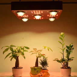 宝安LED产品拍摄 打造专业植物灯与绿化植物摄影的视觉盛宴