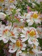 慧聪网花卉种子产品库详解 从细节图到绿化植物选择指南