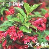 红王子锦带 提升绿化品质的首选观赏花灌木——农苗网推荐沭阳县佳禾花卉园艺中心