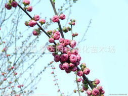 榆叶梅 春景中的繁花精灵
