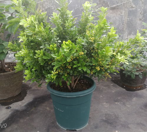 米兰 美观易养的景观盆栽绿化植物