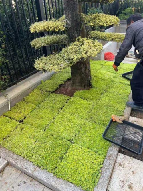佛甲草苗屋顶绿化草皮坪金叶黄金万年草景天过路黄常青植物外贸