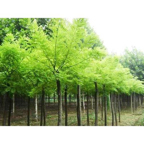 河北荒山绿化苗木公司地址与绿化植物全攻略 地址、树种、选择指南