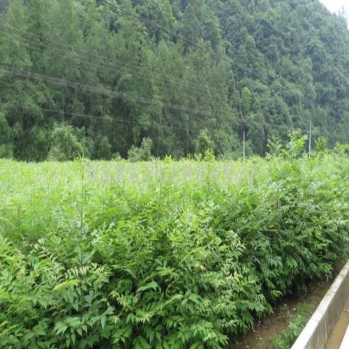农业 植物种,苗,球茎 其他种子 黄柏苗生产厂家 所属行业 其他种子
