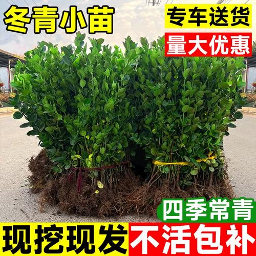 冬青小苗四季常青围墙篱笆苗大叶北海道黄杨冬青耐寒庭院绿化植物